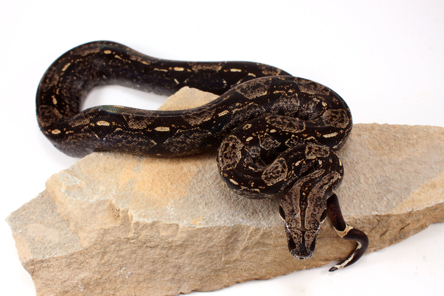 IMG Colombian Boa