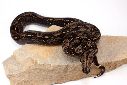 IMG Colombian Boa