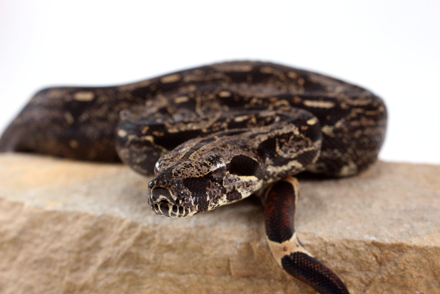 IMG Colombian Boa