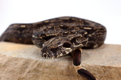 IMG Colombian Boa