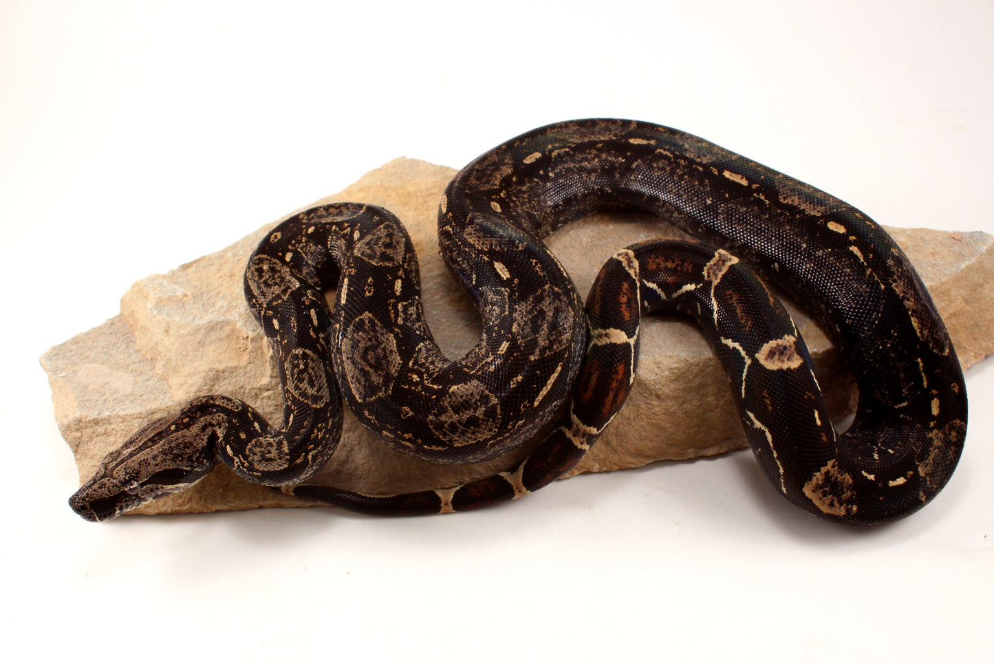 IMG Colombian Boa