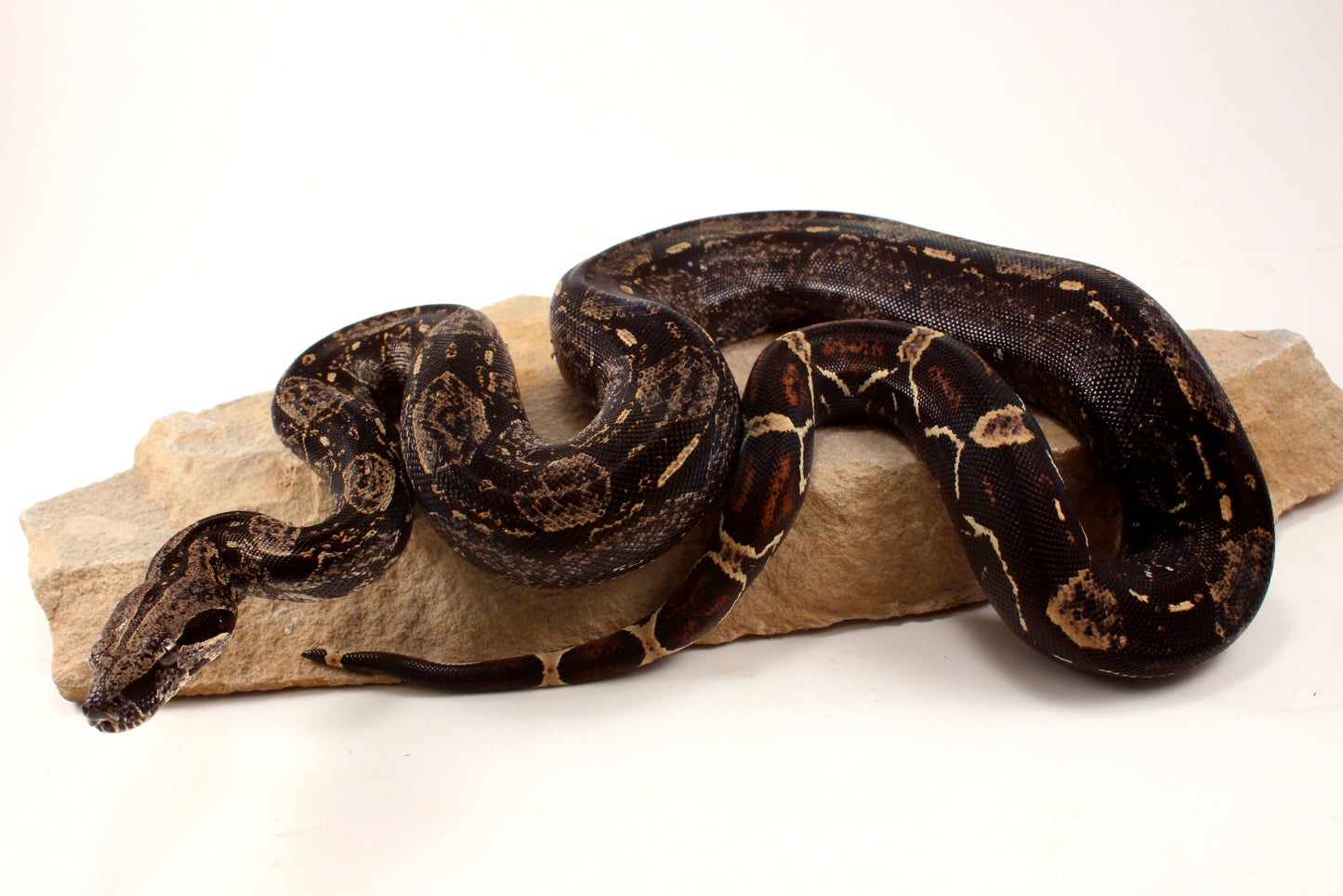 IMG Colombian Boa