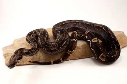 IMG Colombian Boa