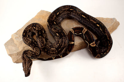IMG Colombian Boa