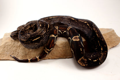 IMG Colombian Boa