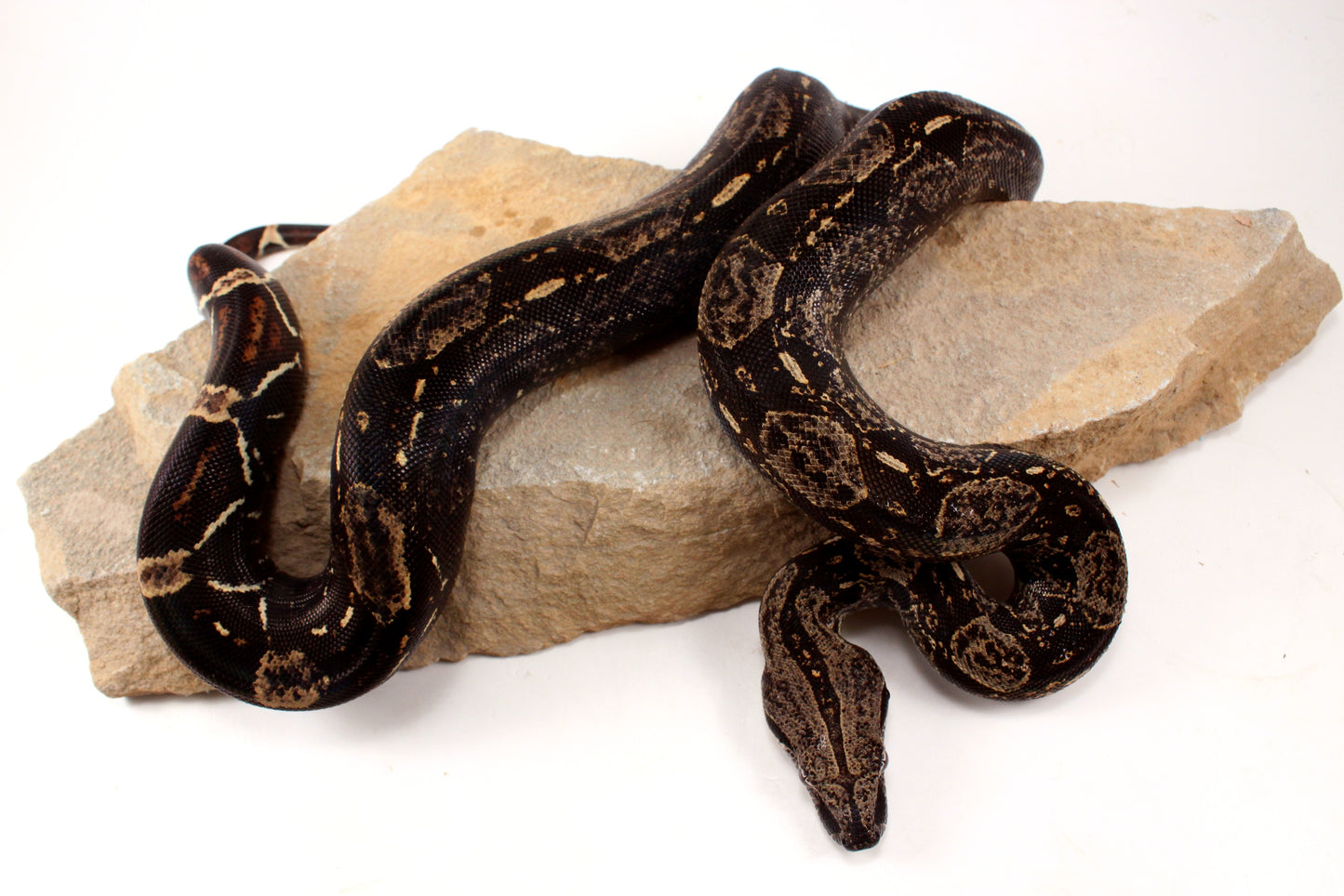 IMG Colombian Boa