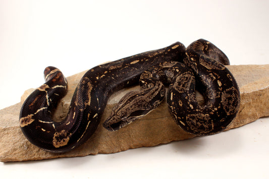 IMG Colombian Boa