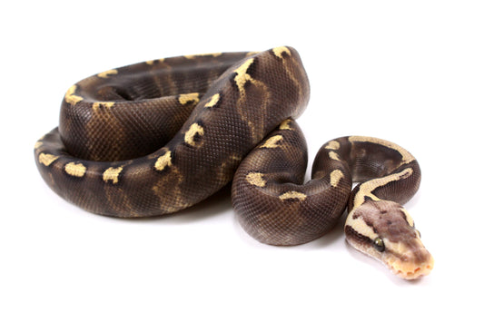 Pastel Super GHI het G-Stripe Ball Python