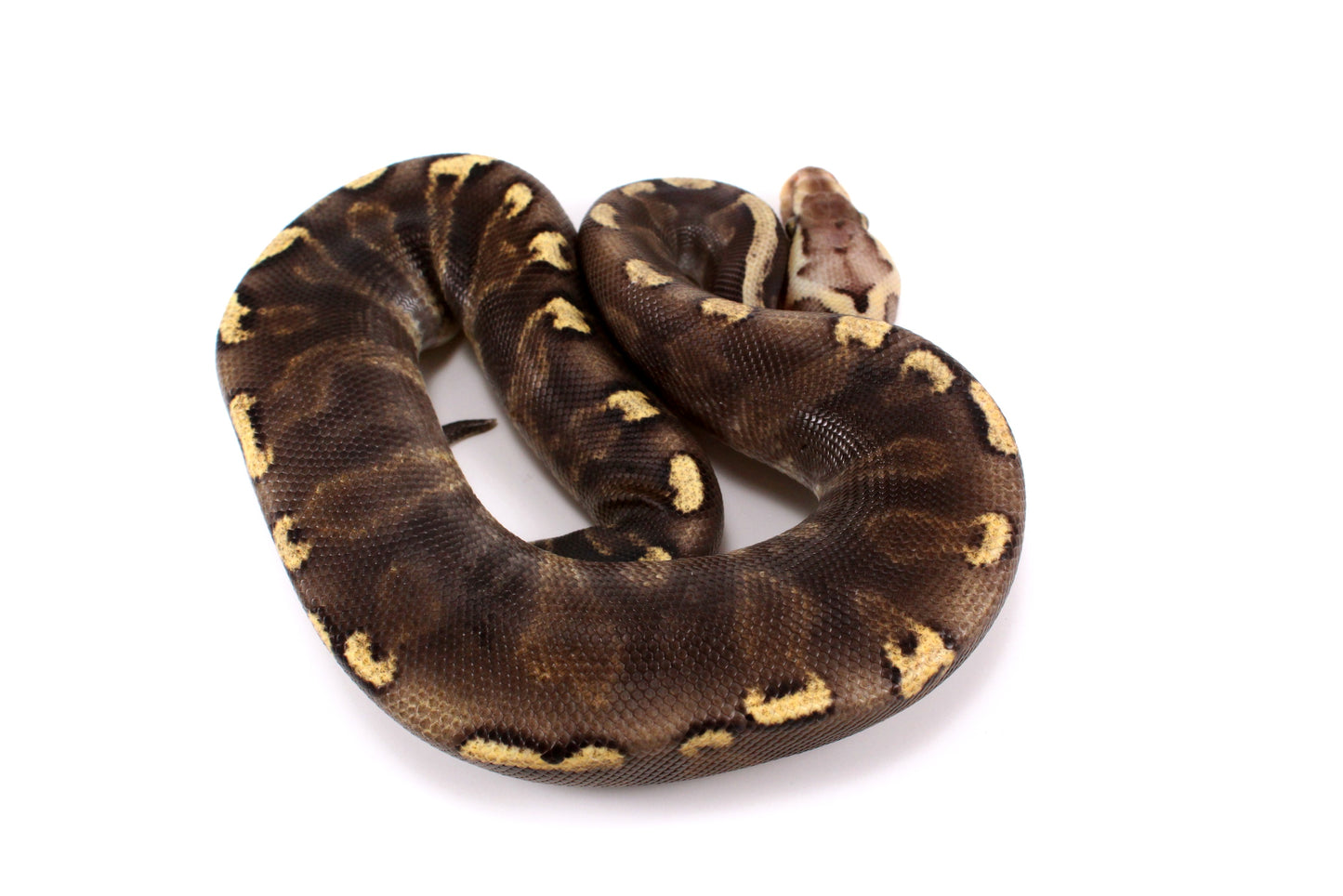 Pastel Super GHI het G-Stripe Ball Python
