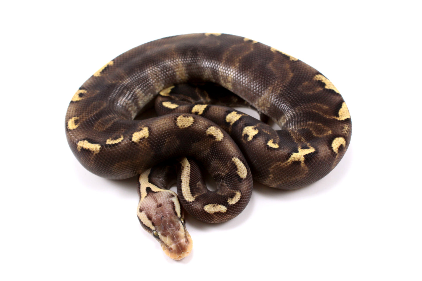 Pastel Super GHI het G-Stripe Ball Python
