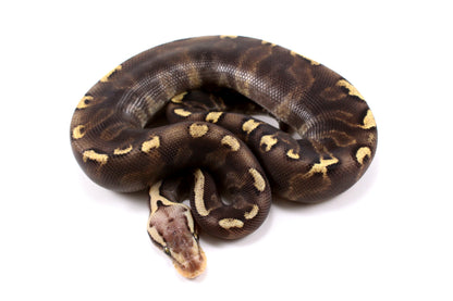 Pastel Super GHI het G-Stripe Ball Python
