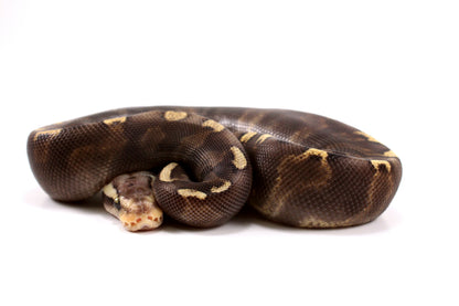 Pastel Super GHI het G-Stripe Ball Python