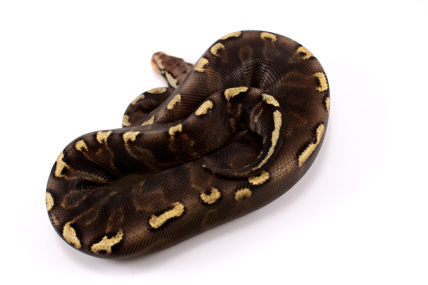 Pastel Super GHI het G-Stripe Ball Python