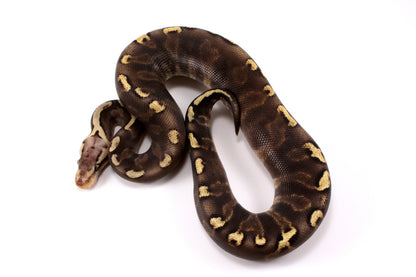 Pastel Super GHI het G-Stripe Ball Python
