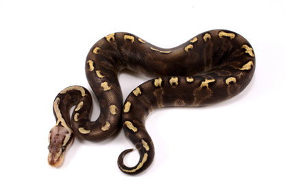 Pastel Super GHI het G-Stripe Ball Python