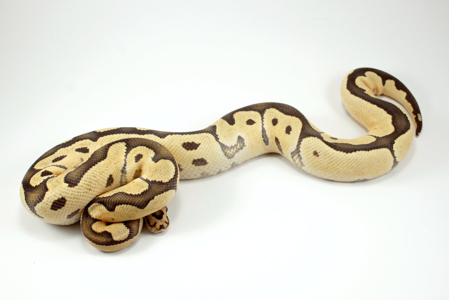 Desert Ghost Clown Ball Python