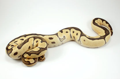 Desert Ghost Clown Ball Python