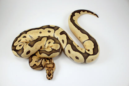 Desert Ghost Clown Ball Python