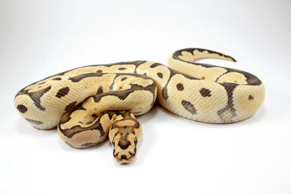 Desert Ghost Clown Ball Python