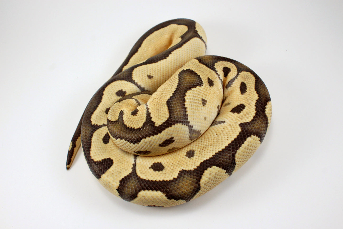 Desert Ghost Clown Ball Python