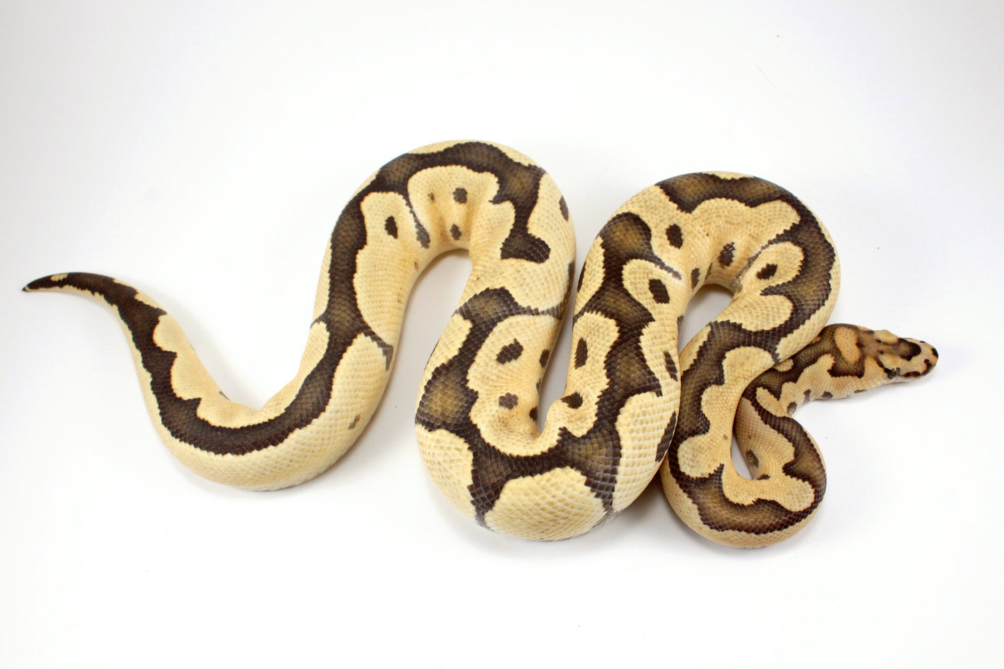 Desert Ghost Clown Ball Python