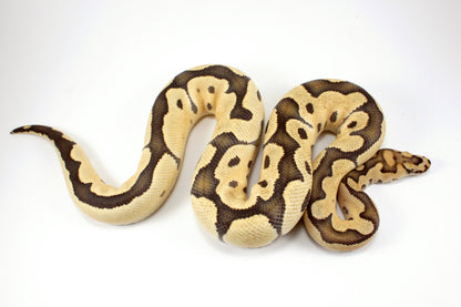 Desert Ghost Clown Ball Python