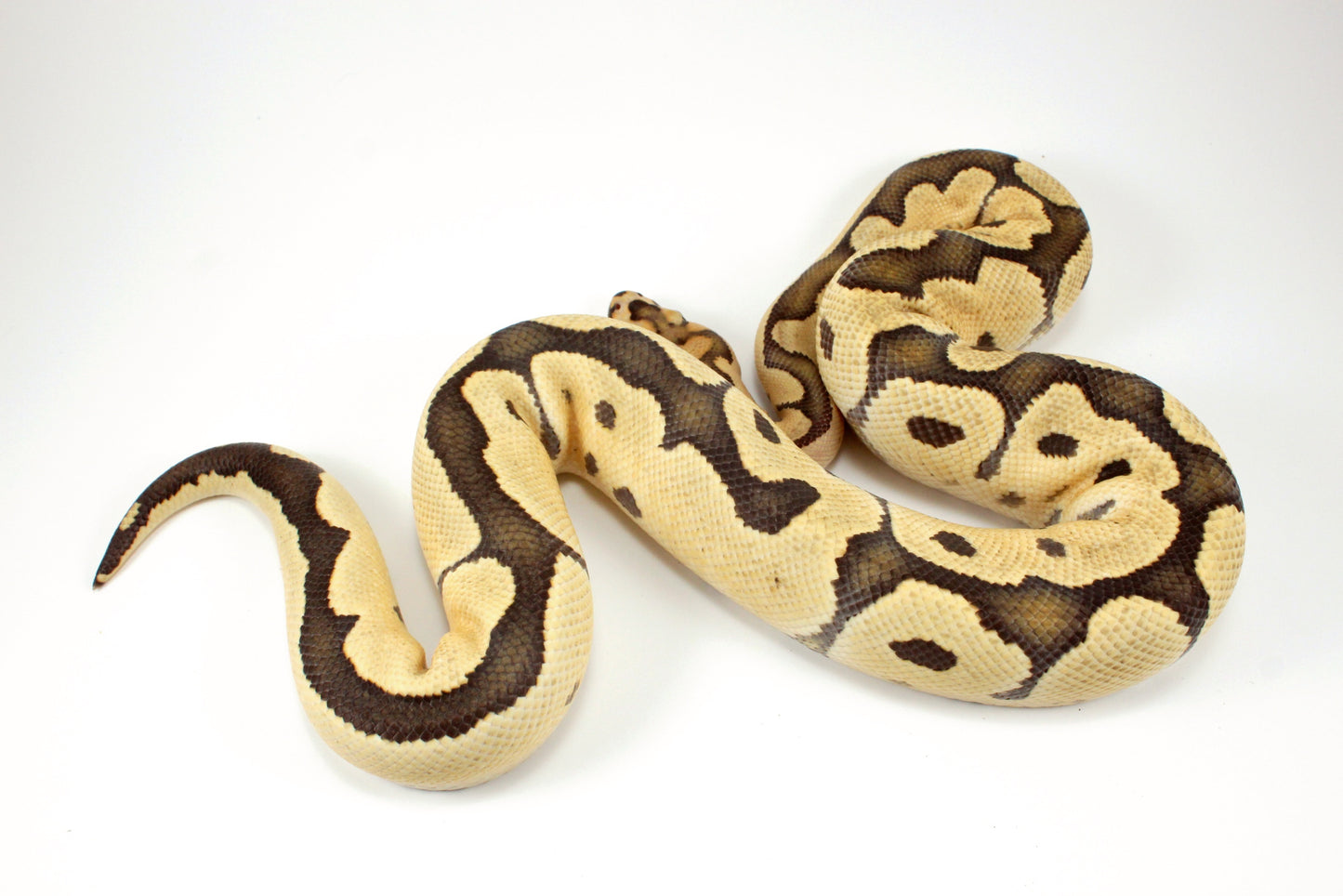 Desert Ghost Clown Ball Python