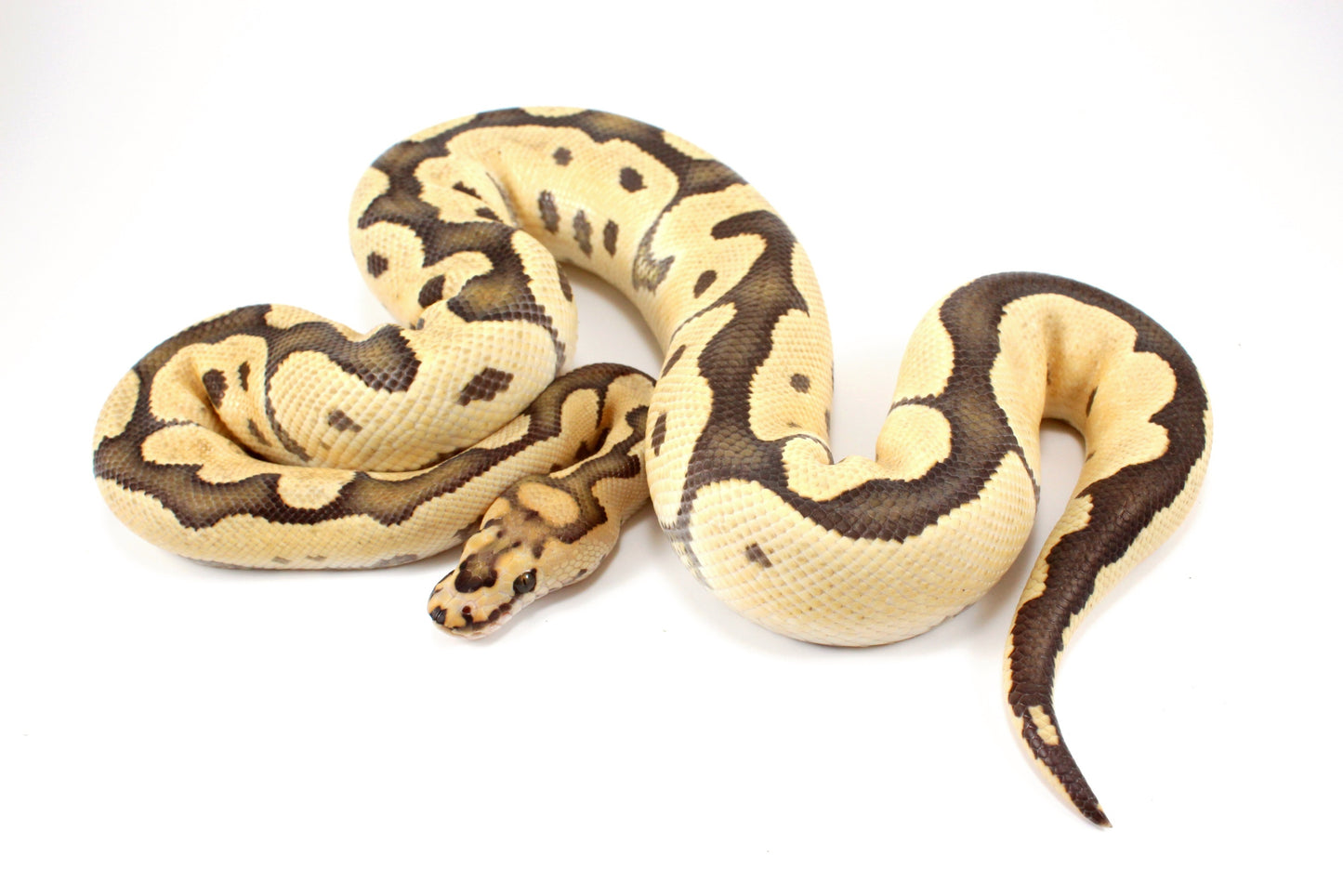 Desert Ghost Clown Ball Python