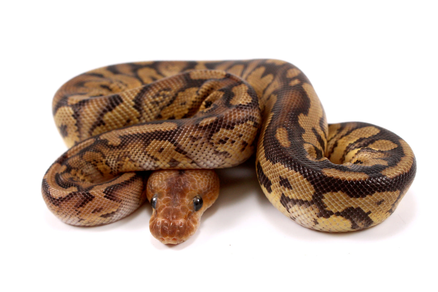 Mahogany Clown Ball Python