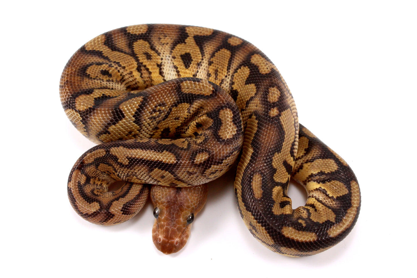 Mahogany Clown Ball Python