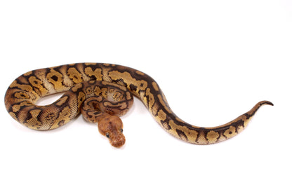 Mahogany Clown Ball Python