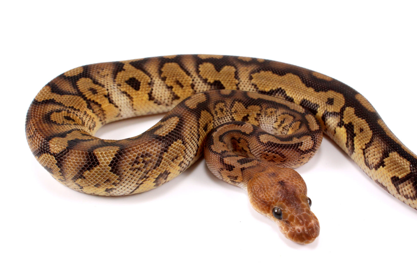 Mahogany Clown Ball Python