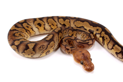 Mahogany Clown Ball Python