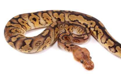 Mahogany Clown Ball Python