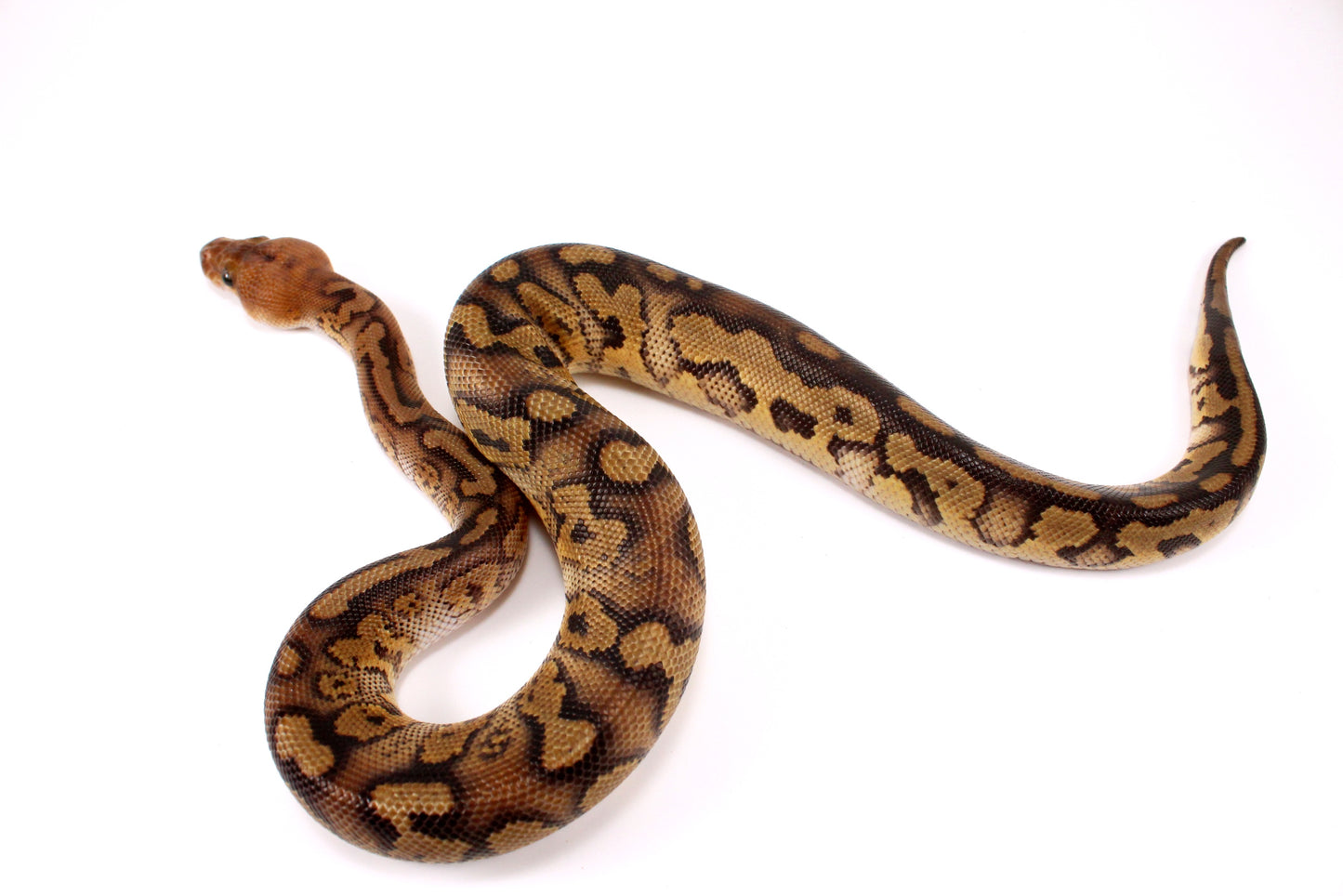 Mahogany Clown Ball Python