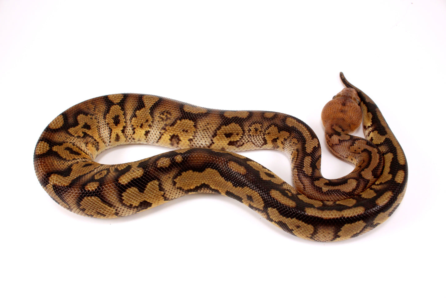 Mahogany Clown Ball Python