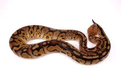 Mahogany Clown Ball Python