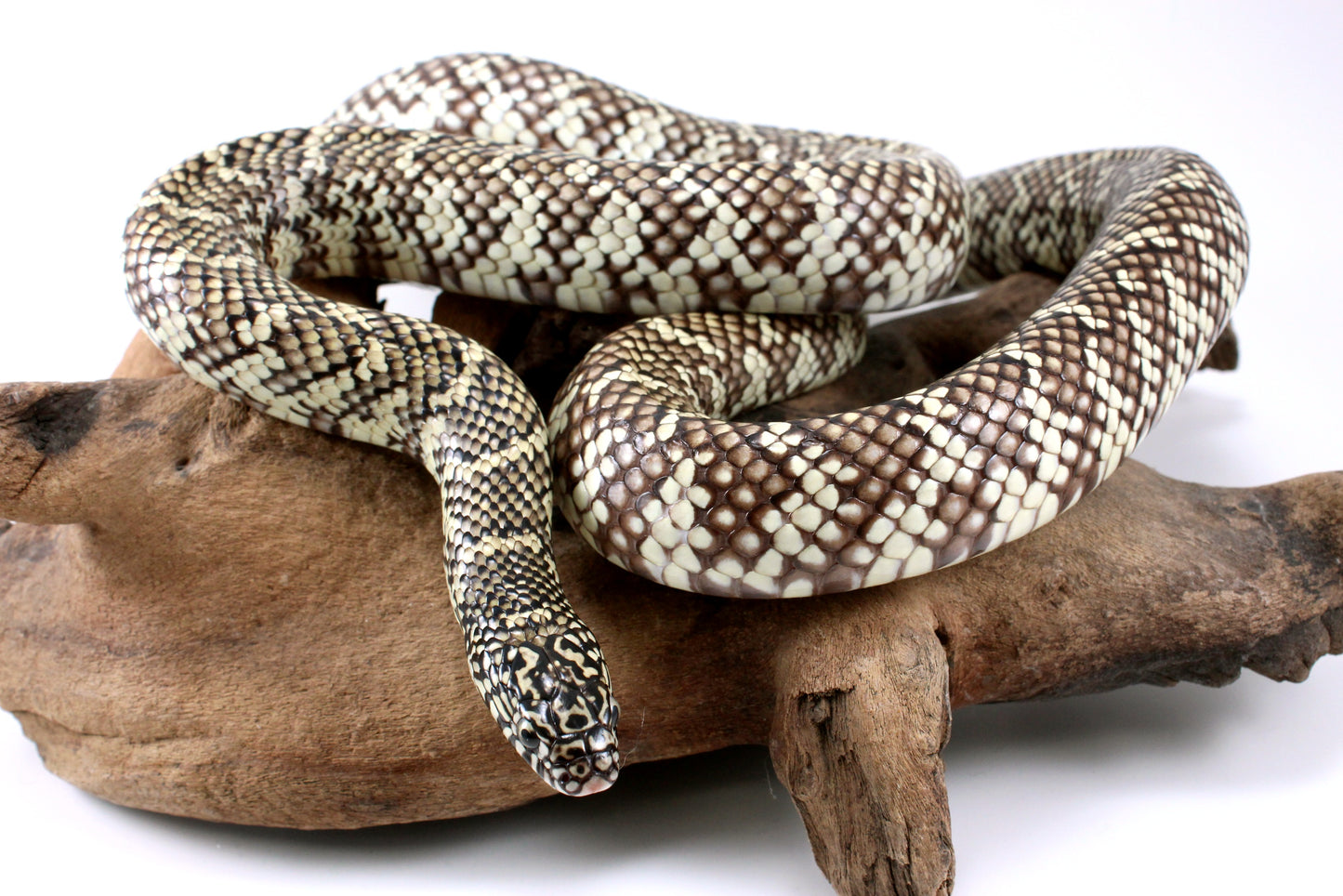 Florida Kingsnake
