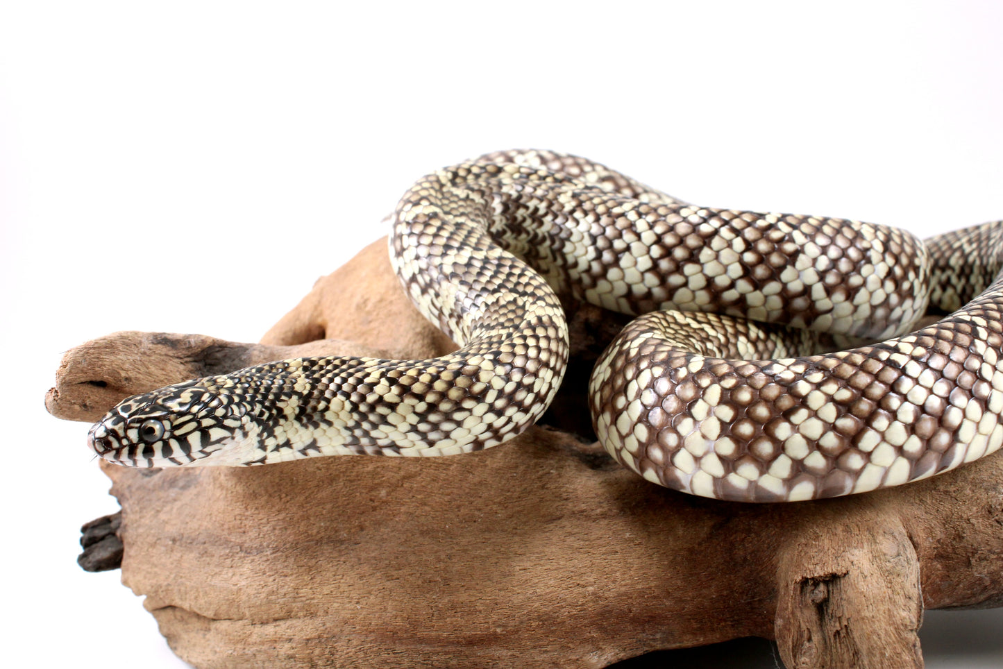 Florida Kingsnake