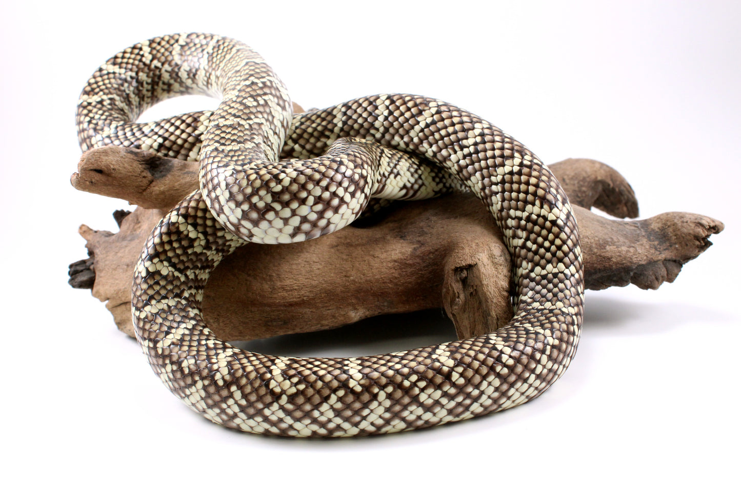 Florida Kingsnake