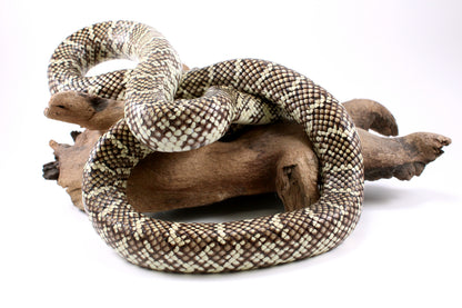 Florida Kingsnake