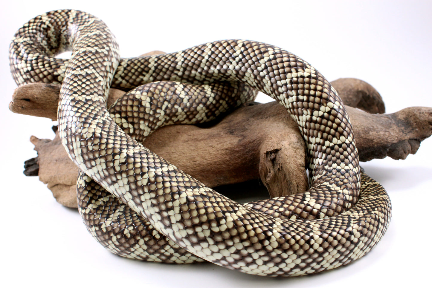 Florida Kingsnake
