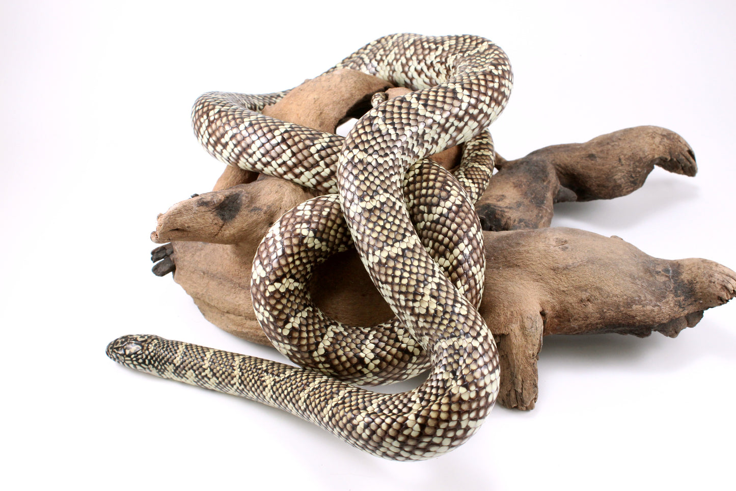 Florida Kingsnake