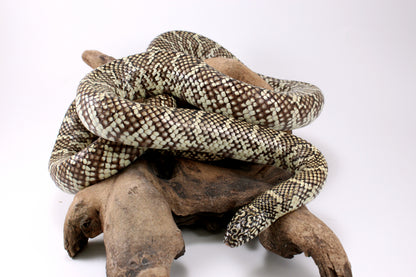 Florida Kingsnake
