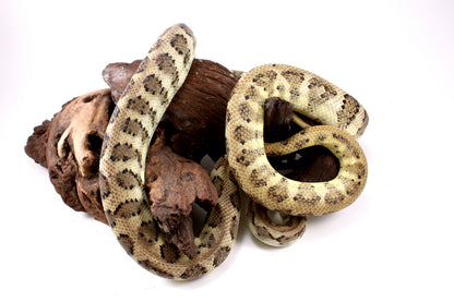 Jaguar Carpet Python poss. Hypo