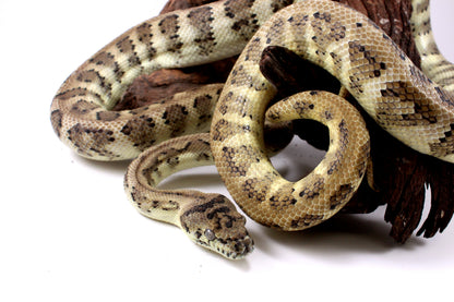 Jaguar Carpet Python poss. Hypo