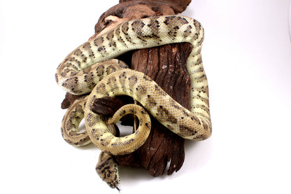 Jaguar Carpet Python poss. Hypo