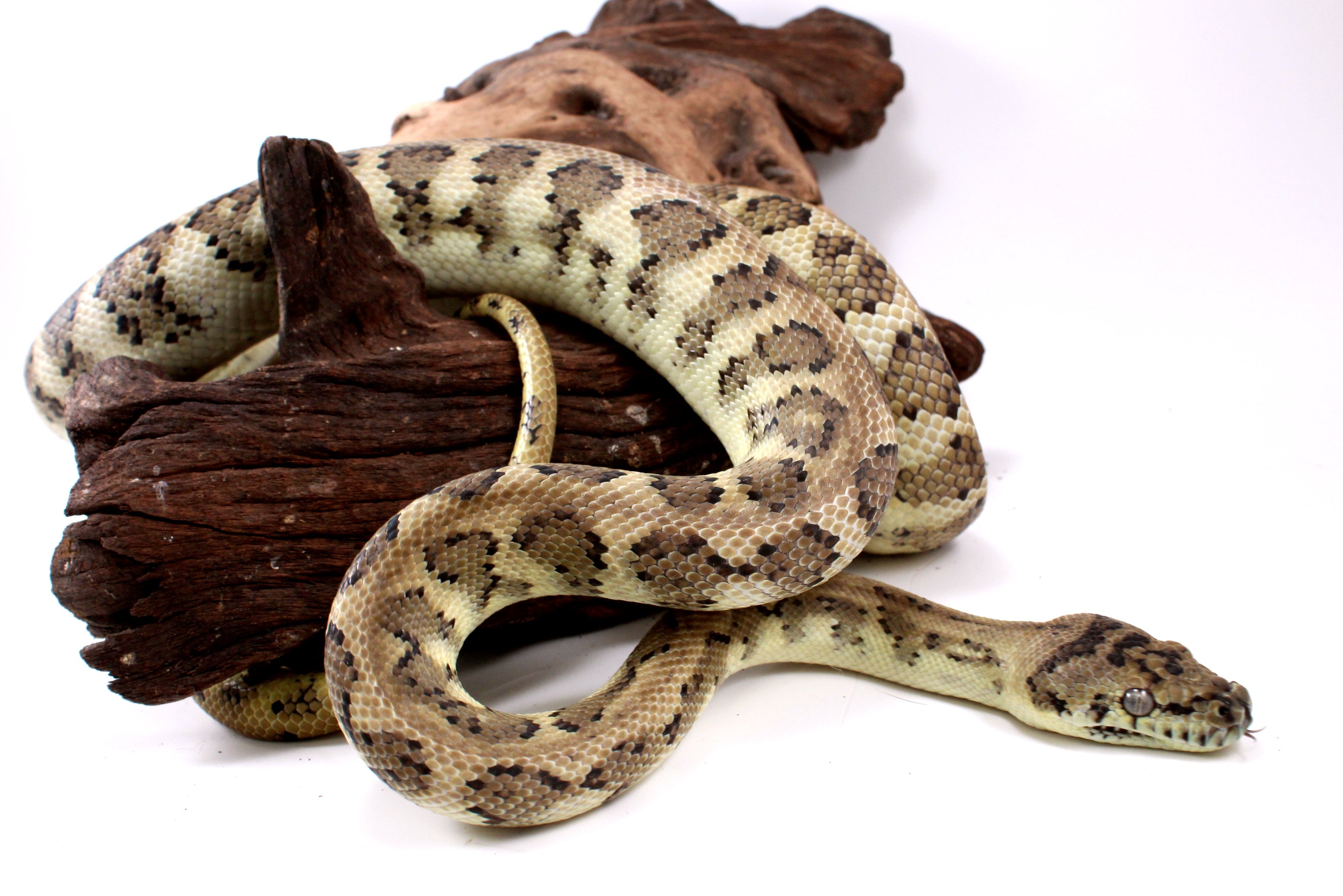 Arborial Python Explore the Arboreal Boa - Unique Tree-Dwelling Python – All Reptiles