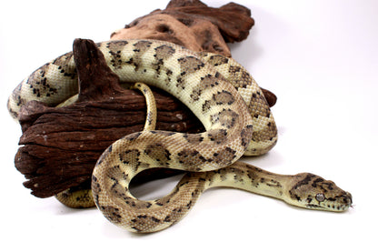 Jaguar Carpet Python poss. Hypo