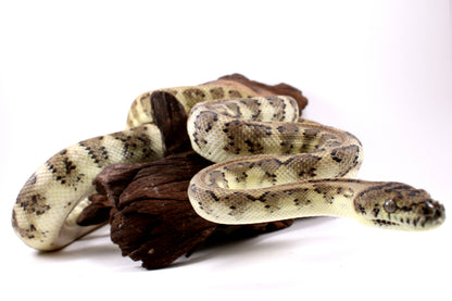 Jaguar Carpet Python poss. Hypo